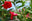 Giant Crimson Sun Parasol(tm) Mandevilla Plants--set of 4