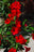 Giant Crimson Sun Parasol(tm) Mandevilla Plants--set of 4