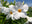Giant White Sun Parasol(tm) Mandevilla Plants--set of 4