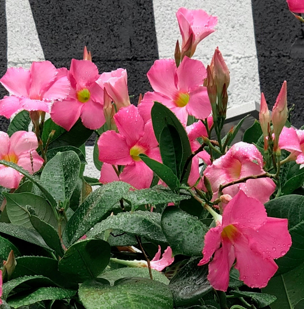 Giant Pink Sun Parasol(tm) Mandevilla Plants--set of 4