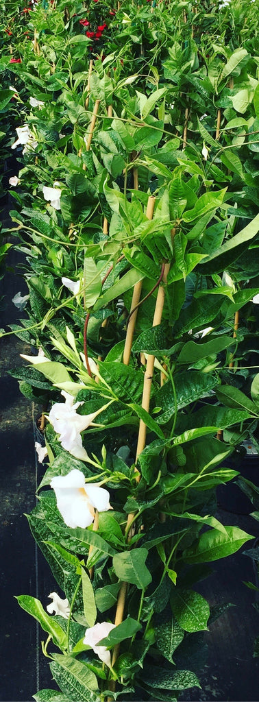 Giant White Sun Parasol(tm) Mandevilla Plants--set of 4