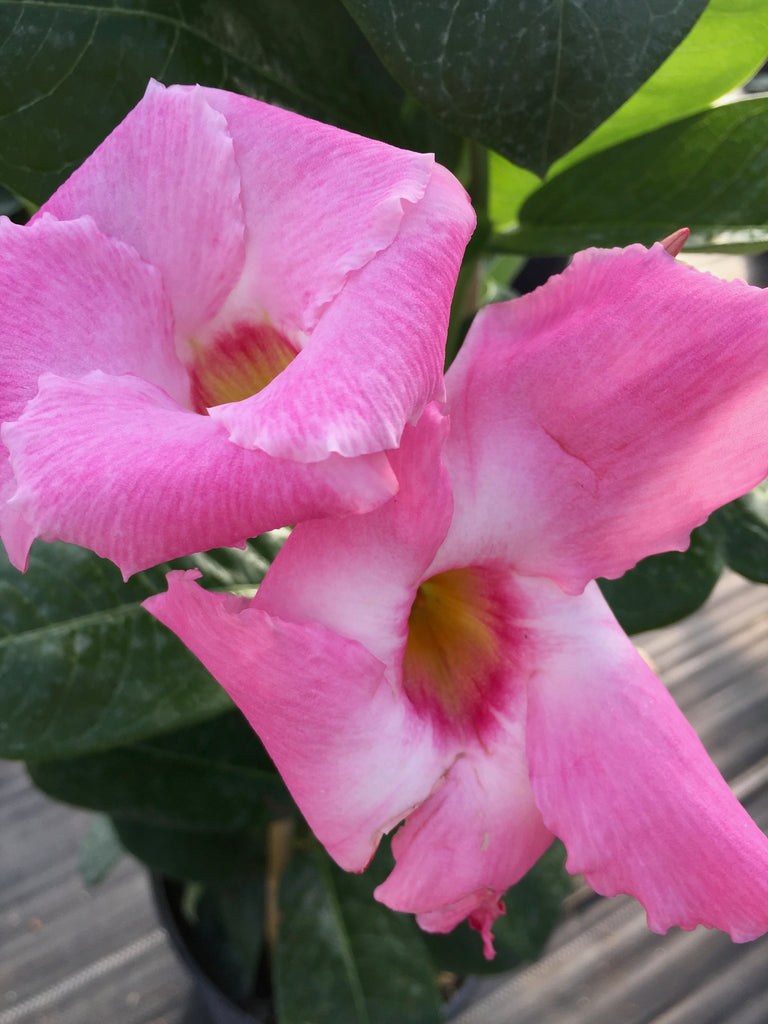 Giant Pink Sun Parasol(tm) Mandevilla Plants--set of 4